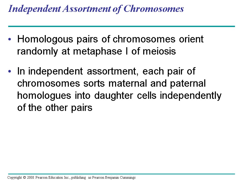 Independent Assortment of Chromosomes Homologous pairs of chromosomes orient randomly at metaphase I of